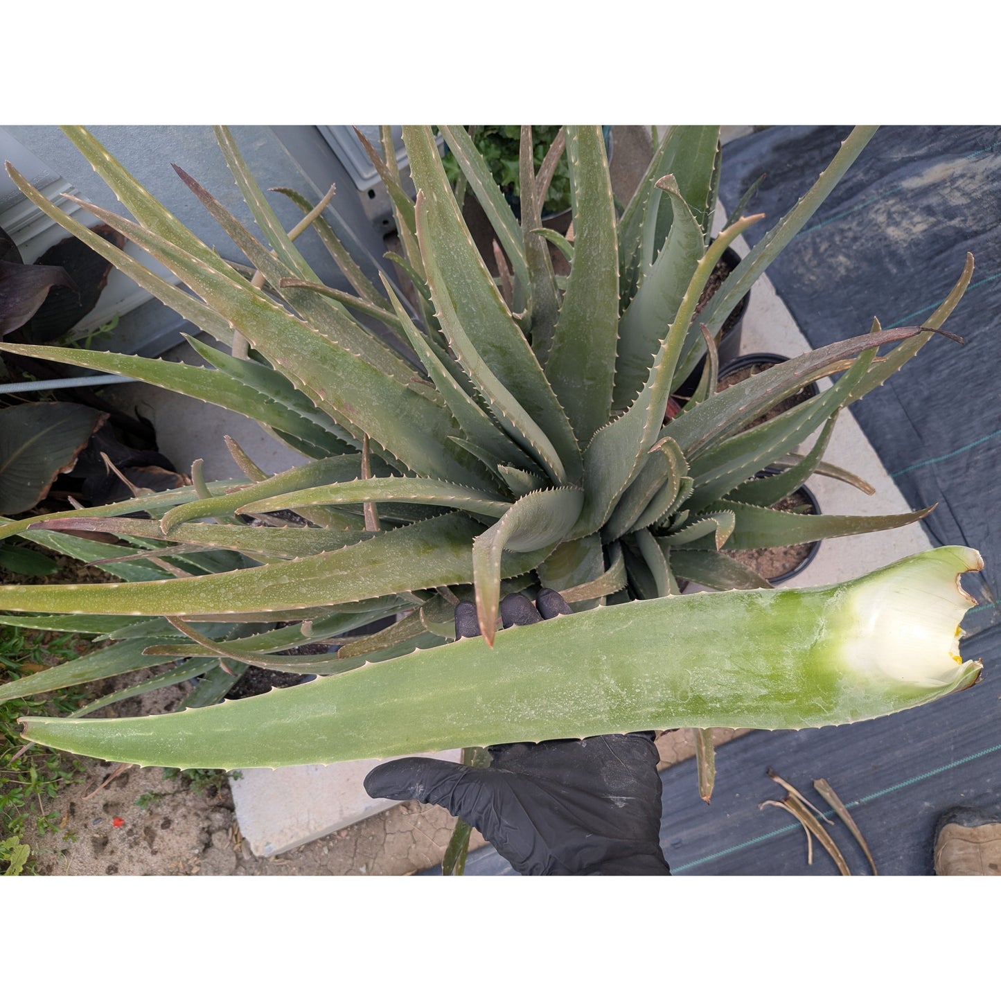 Aloe (Organic)