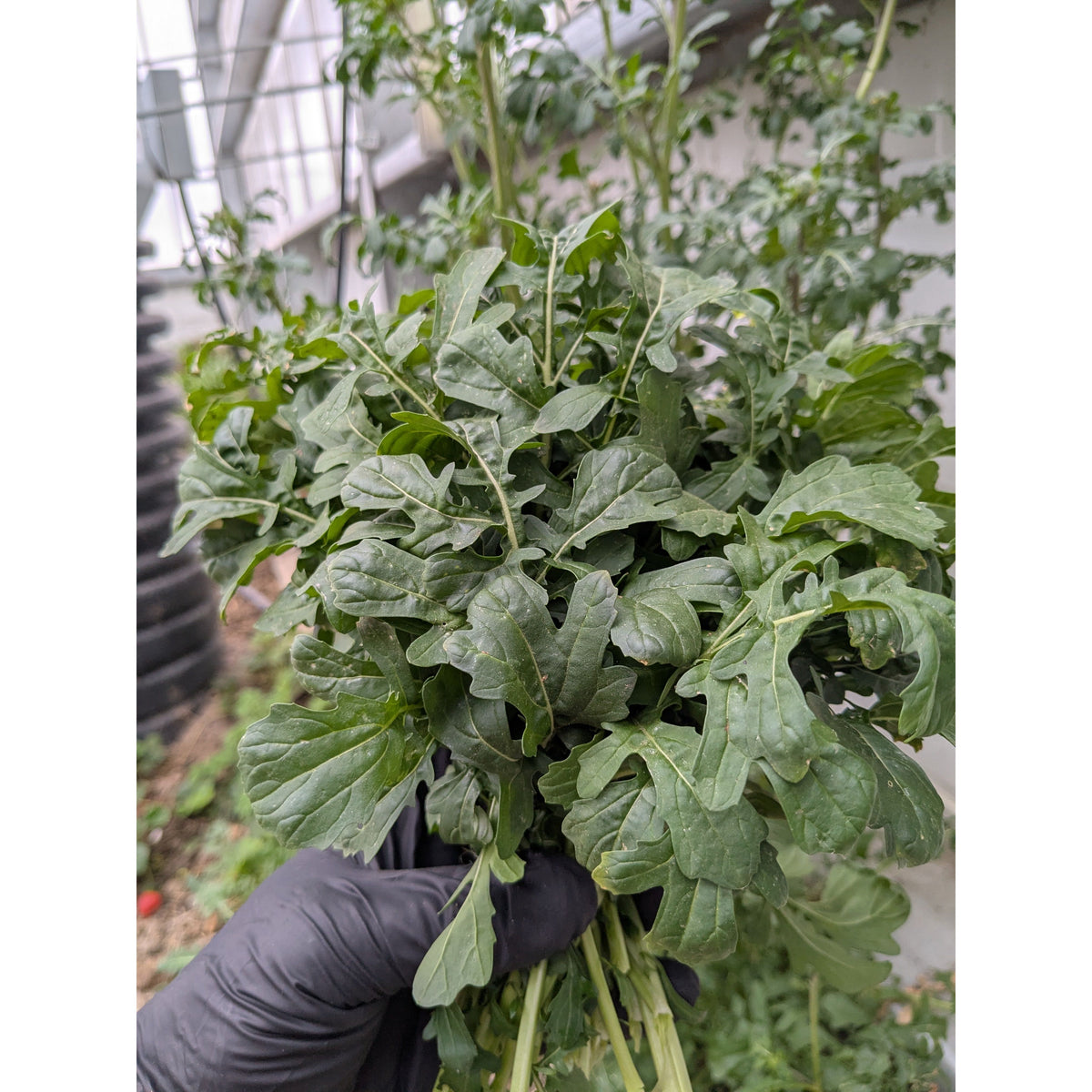 Arugula (Organic)