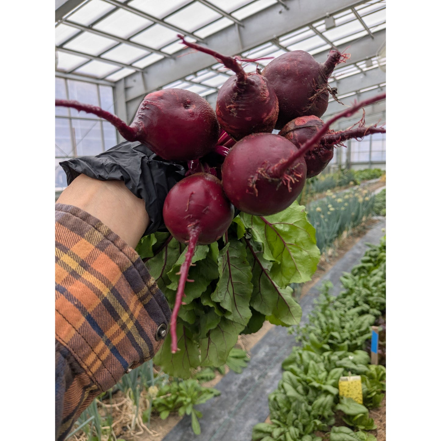 Beet