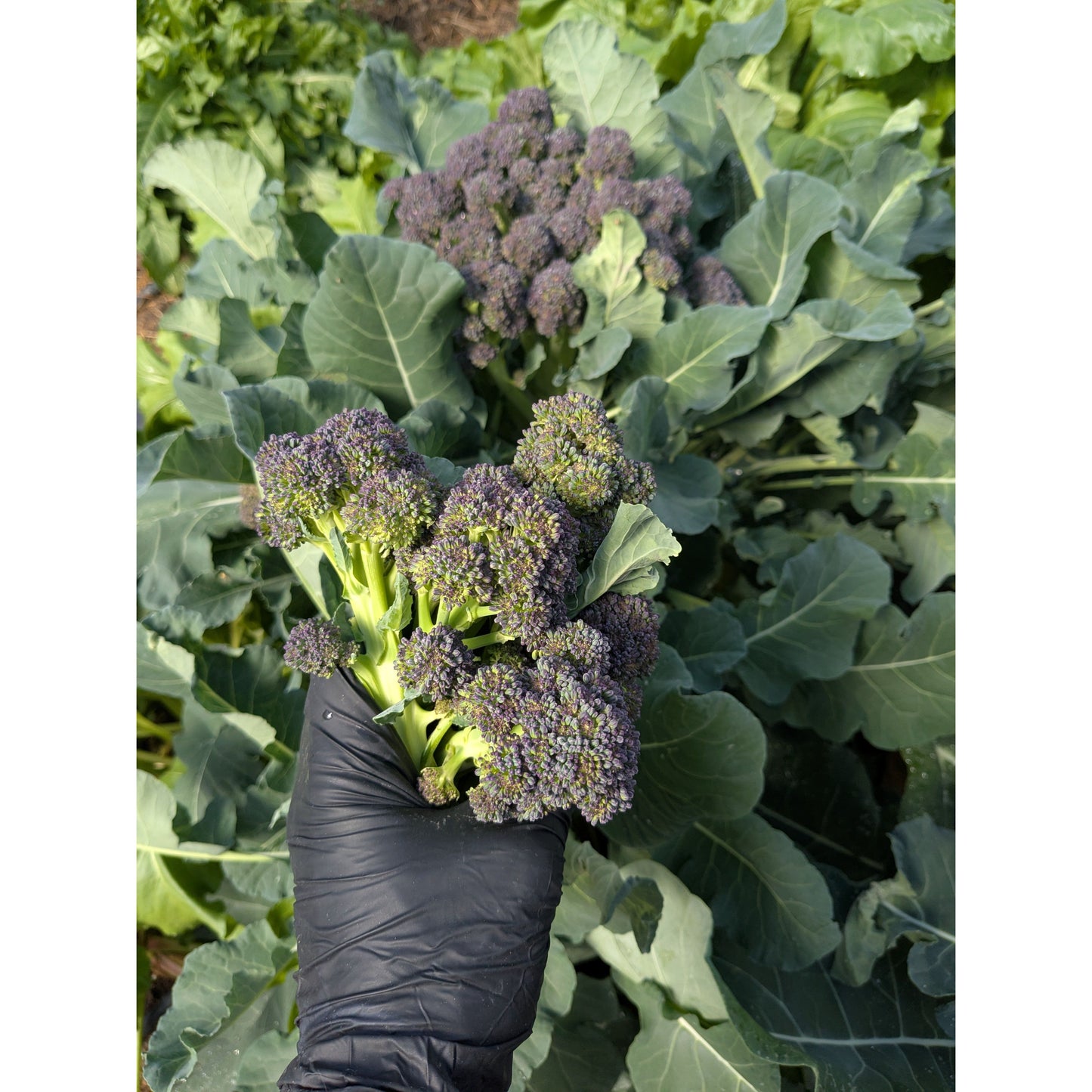 Broccoli (Organic)