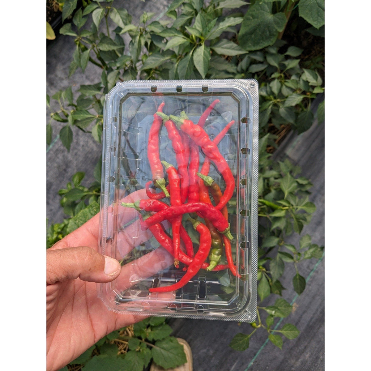 Pepper Hot Cayenne (Organic)