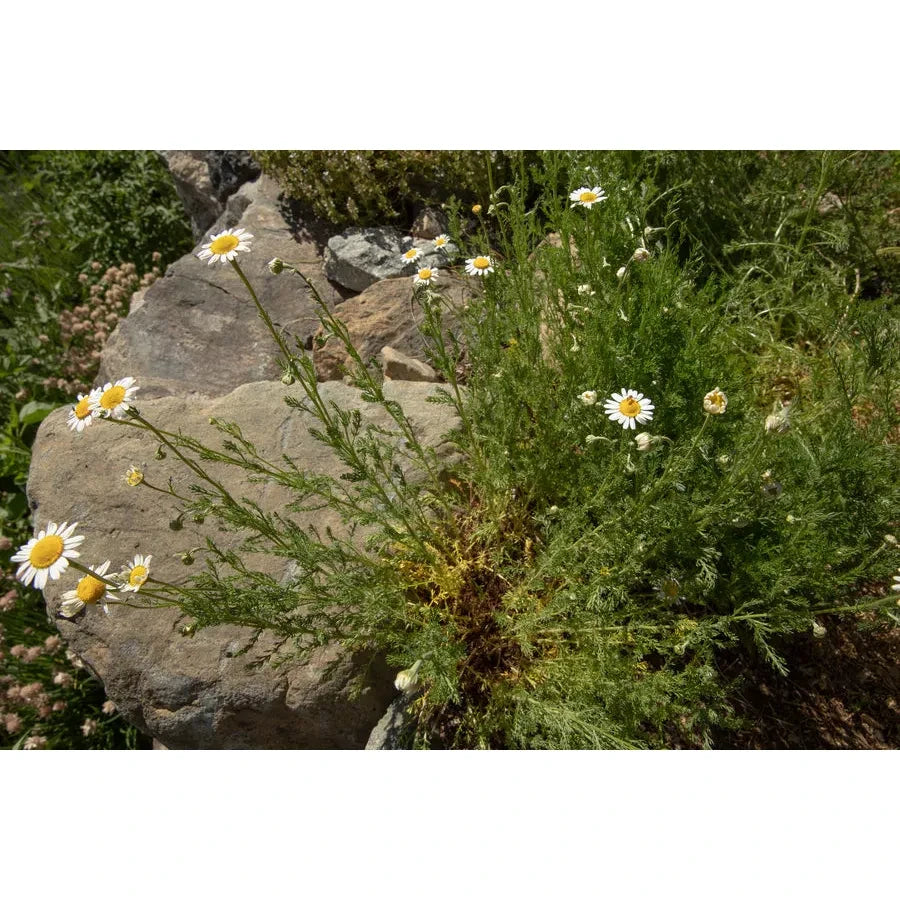 Biodynamic Preparation #503 Cow Small Intestine composted German Chamomile