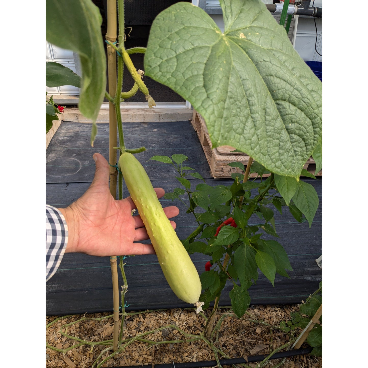 Cucumber (Organic)