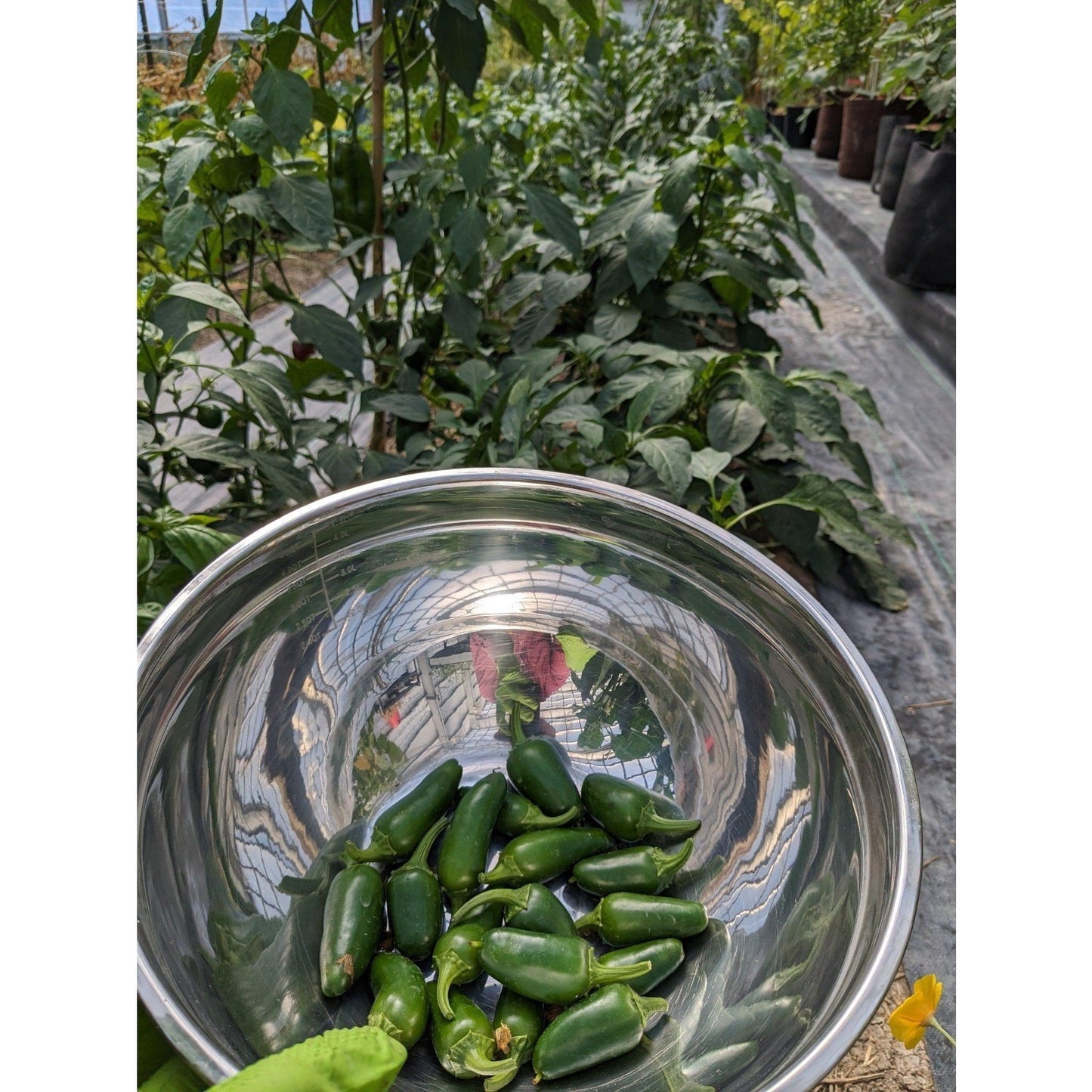 Pepper Hot Jalapeno (Organic)