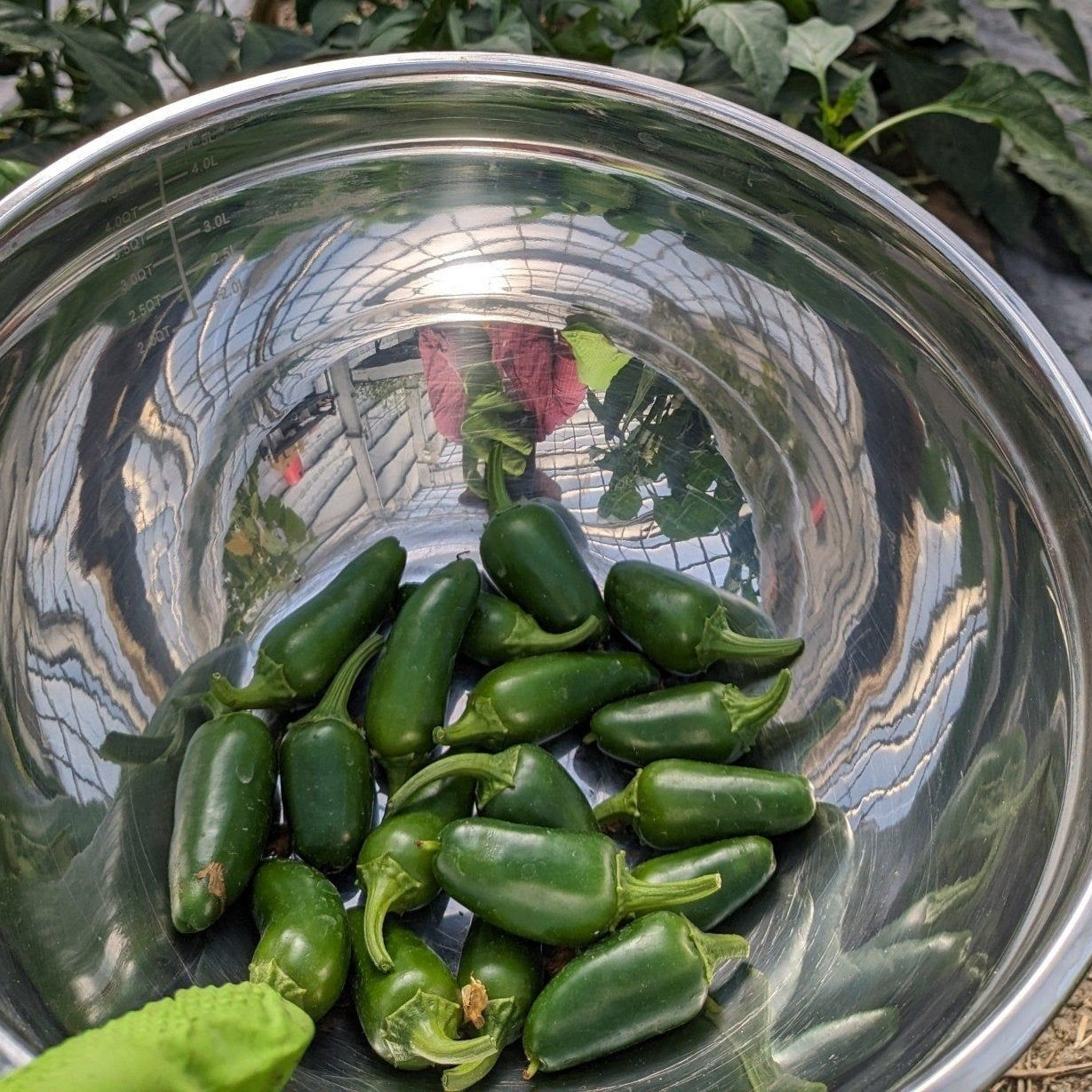 Pepper Hot Jalapeno (Organic)