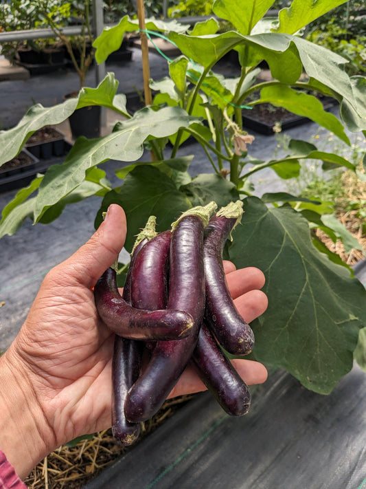 Soil-Grown Eggplant