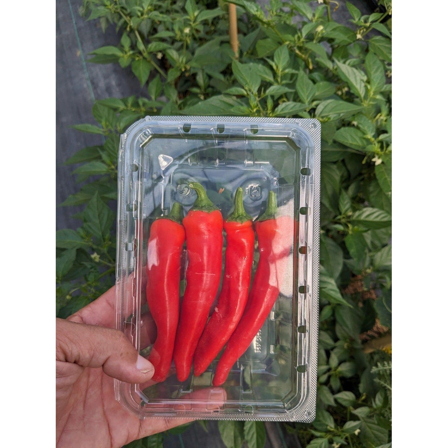Pepper Hot Anaheim (Organic)