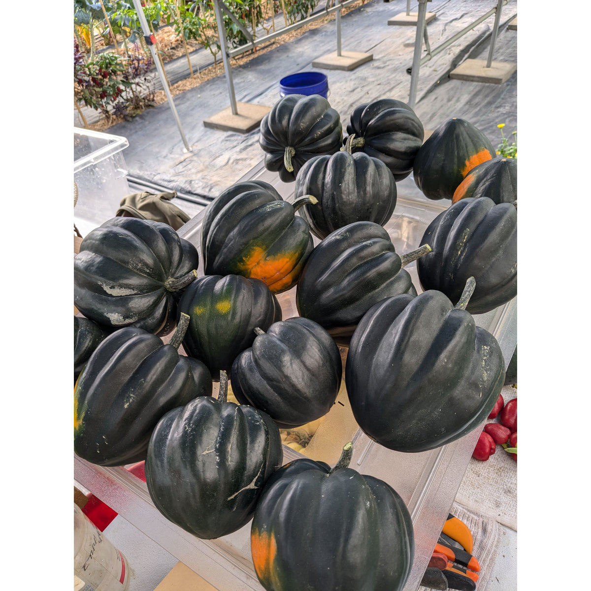 Squash Winter Acorn (Organic)