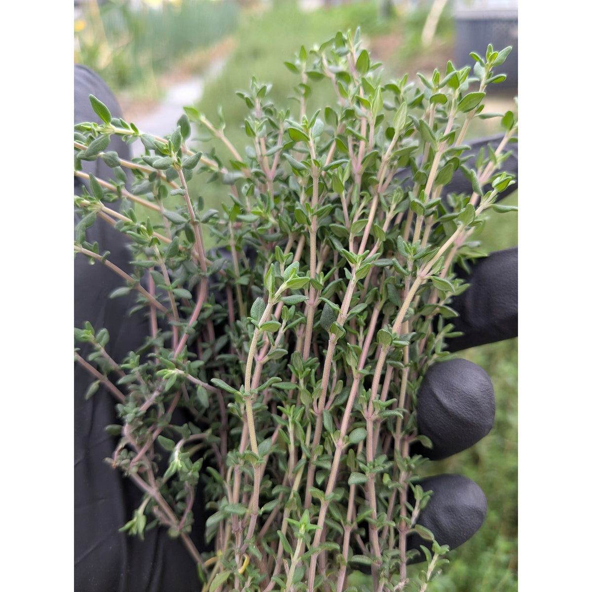 Thyme Fresh (Organic)