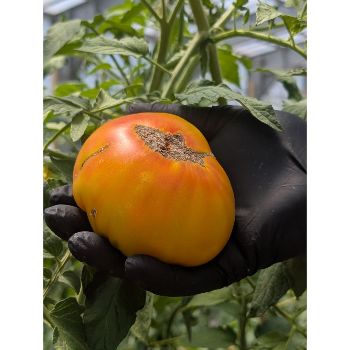 Tomato Heirloom Hybrid (Organic)