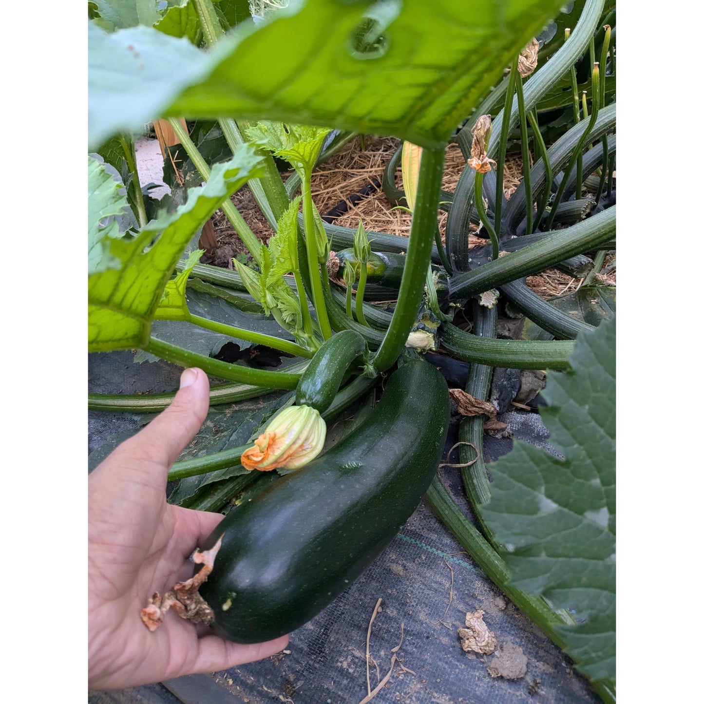 Squash Summer Zucchini (Organic)