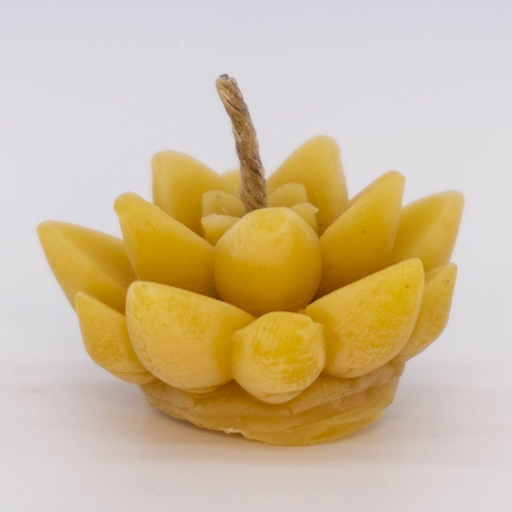 candle succulent Beeswax Candle Succulent Cactus