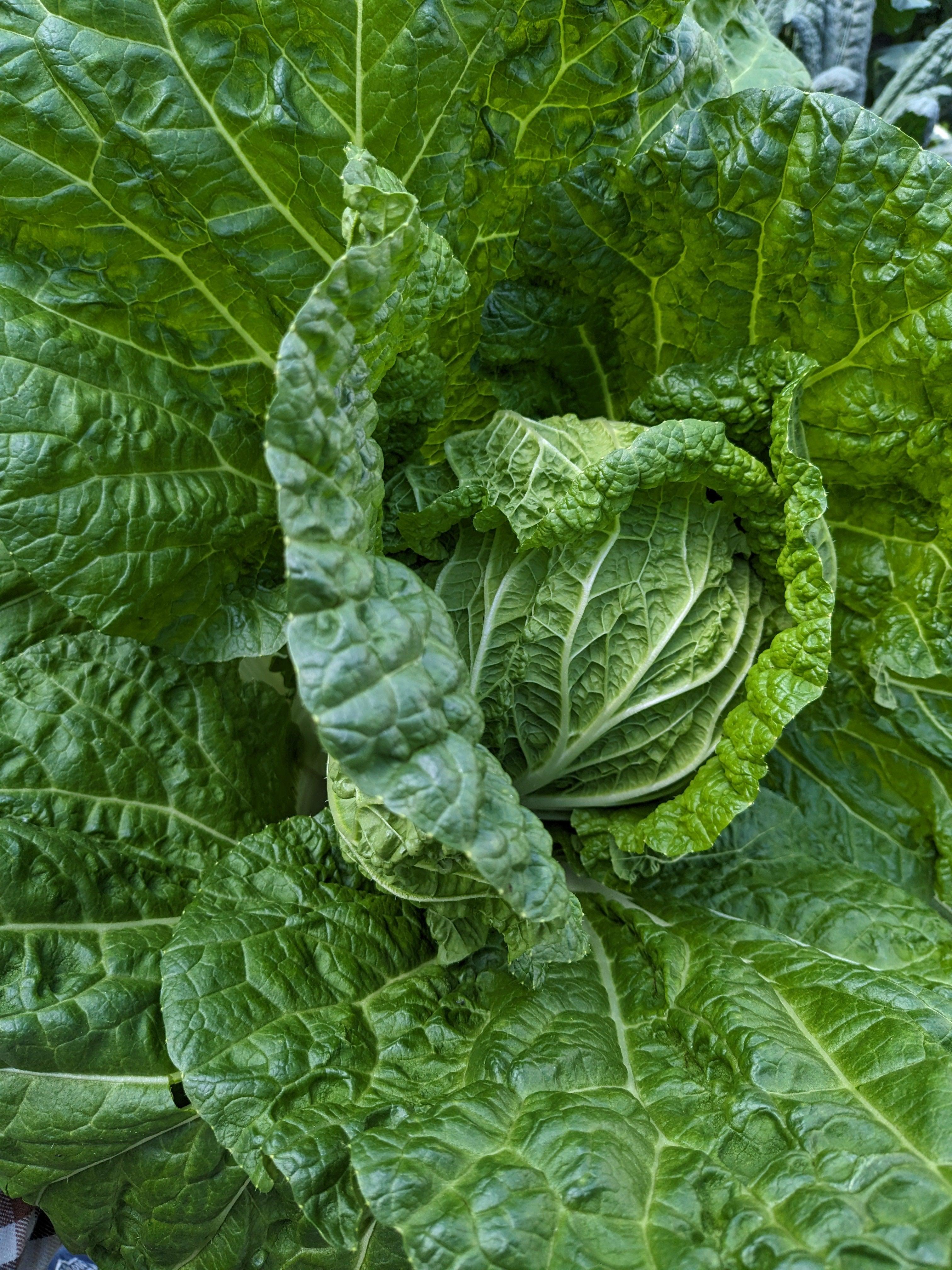 Soil-Grown Cabbage - Nutrient Farm