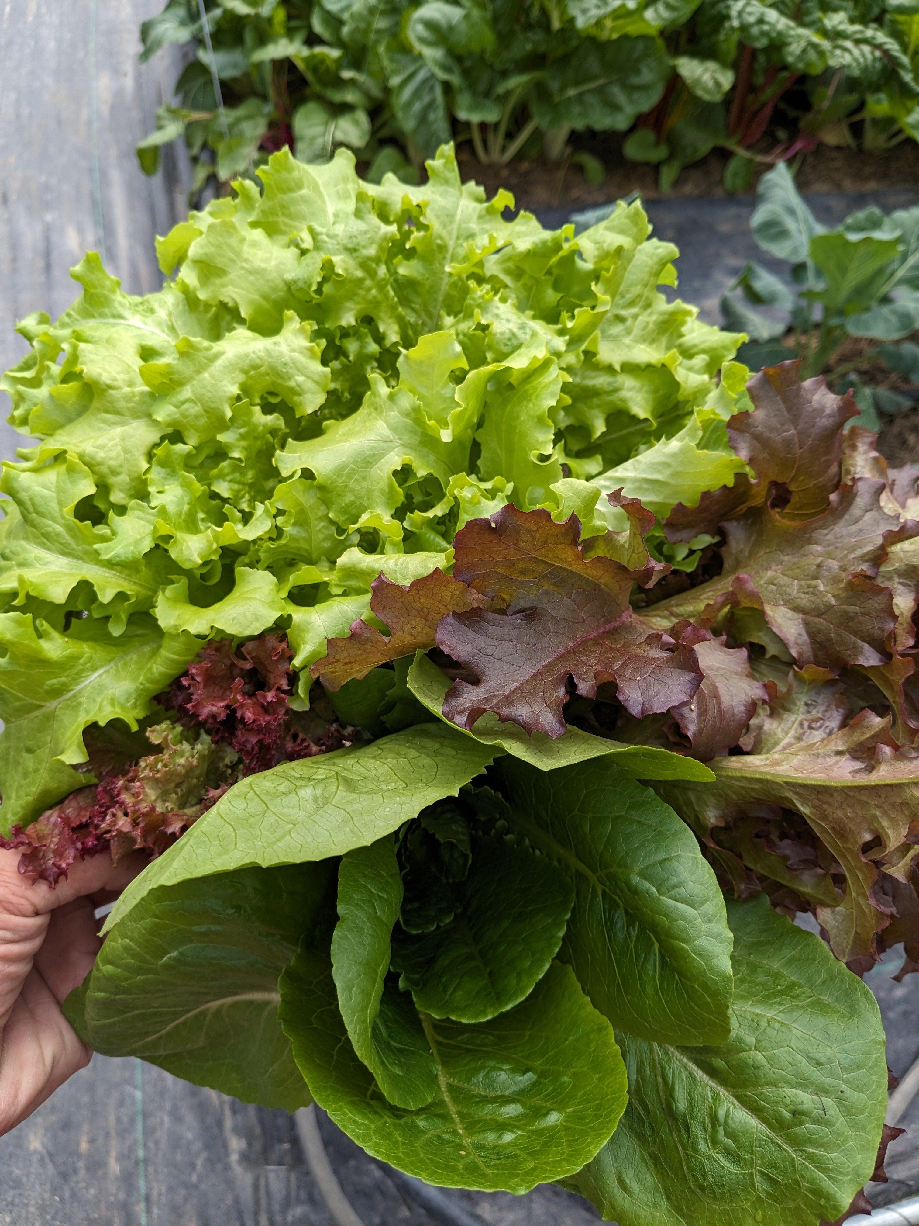 Soil-Grown Lettuce - Nutrient Farm