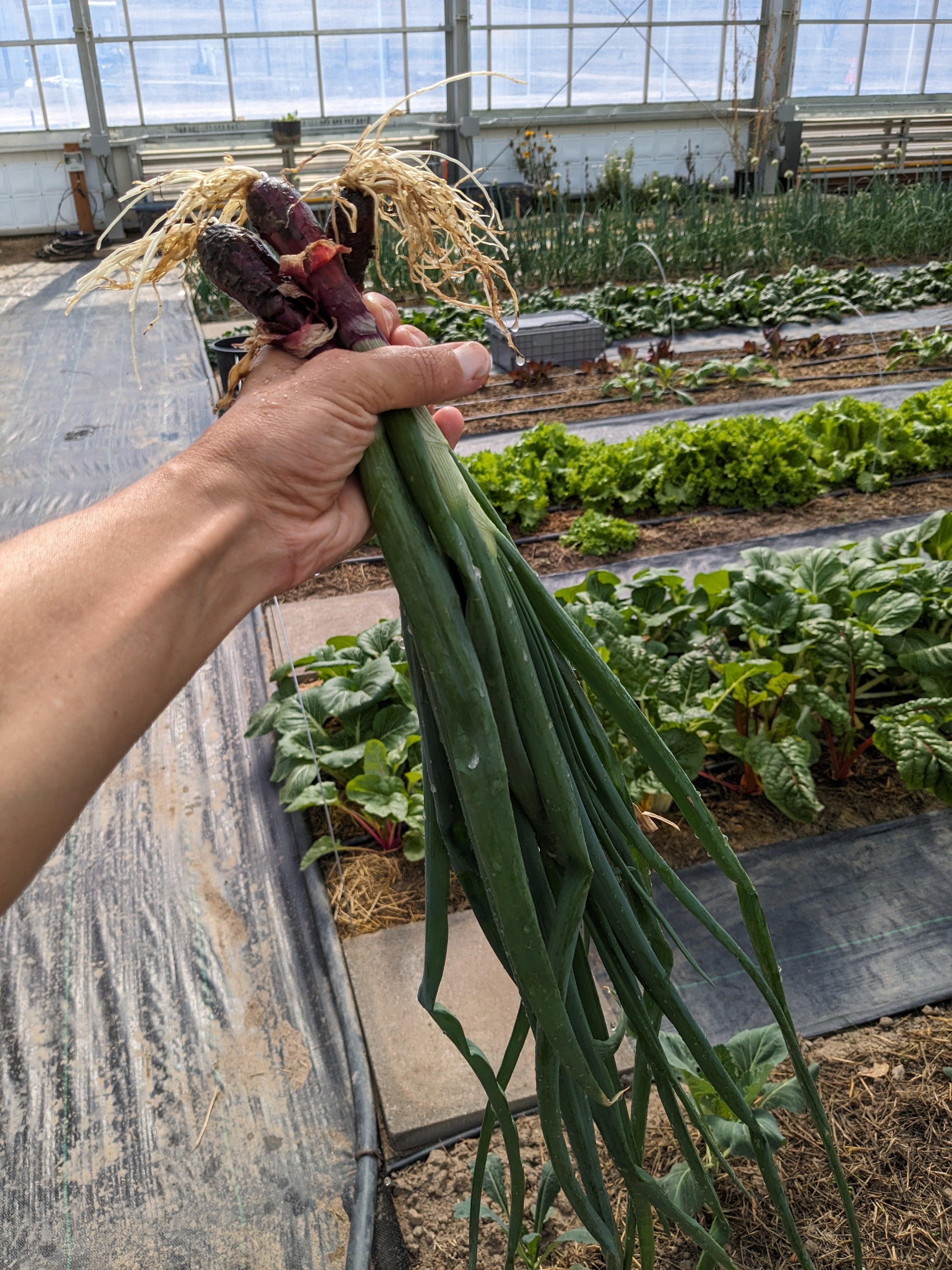 Soil-Grown Onion Green Bunching - Nutrient Farm