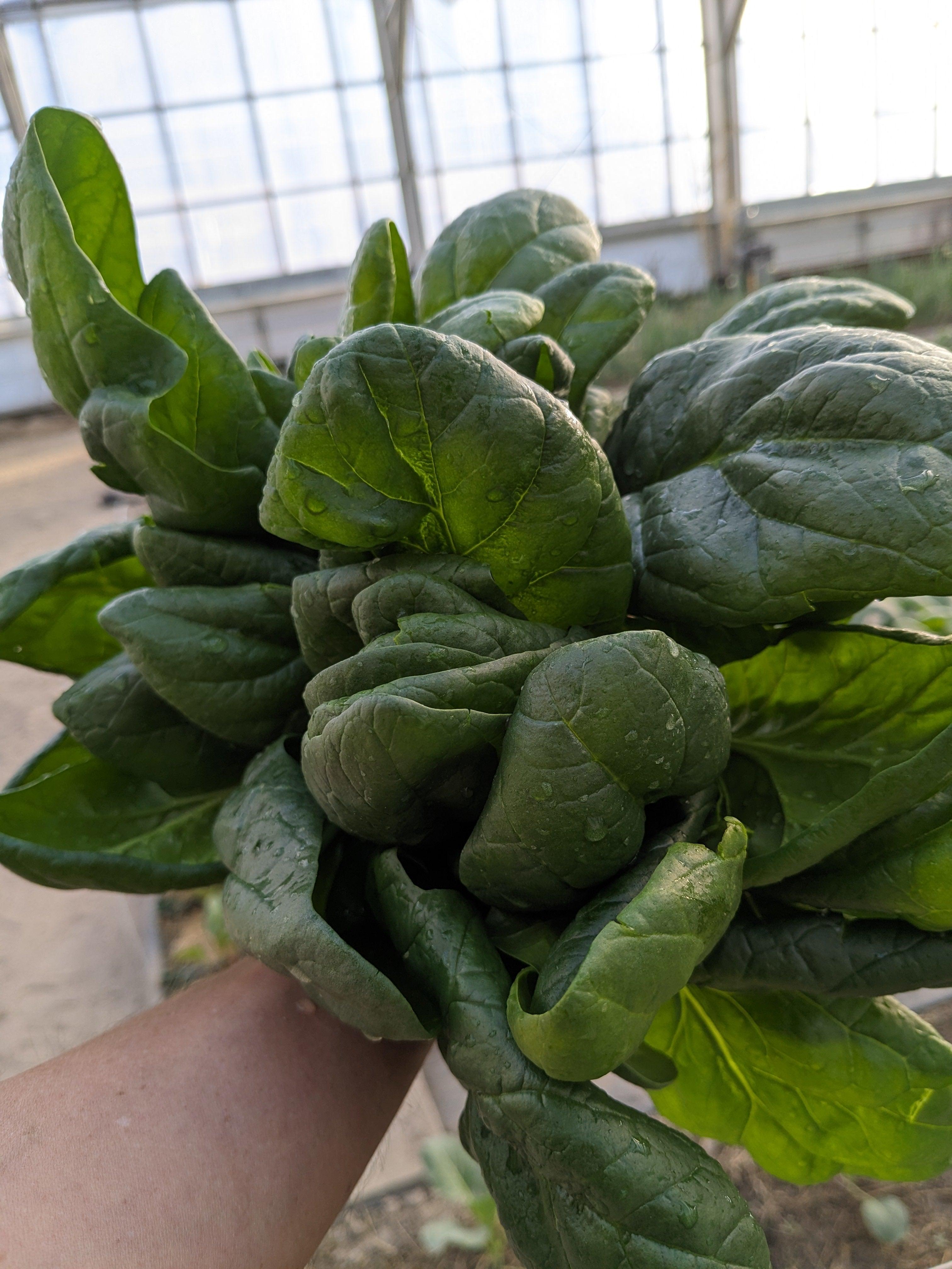 Soil-Grown Spinach - Nutrient Farm