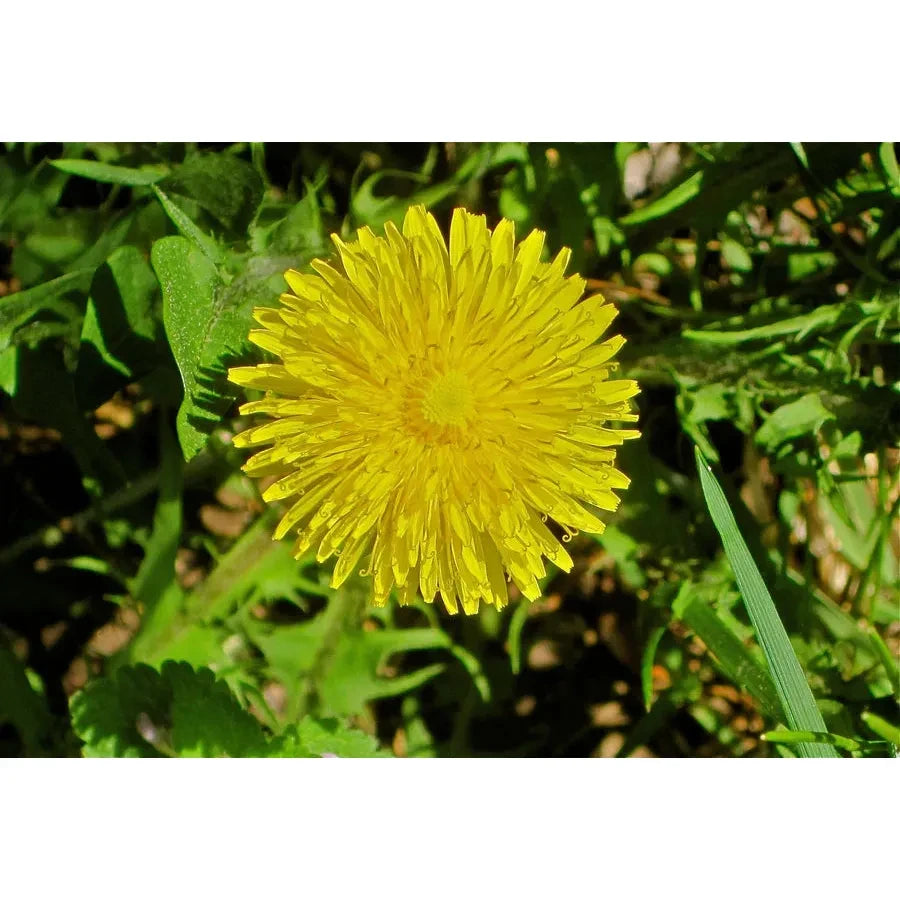 Biodynamic Preparation #506 Cow Mesentery composted Dandelion