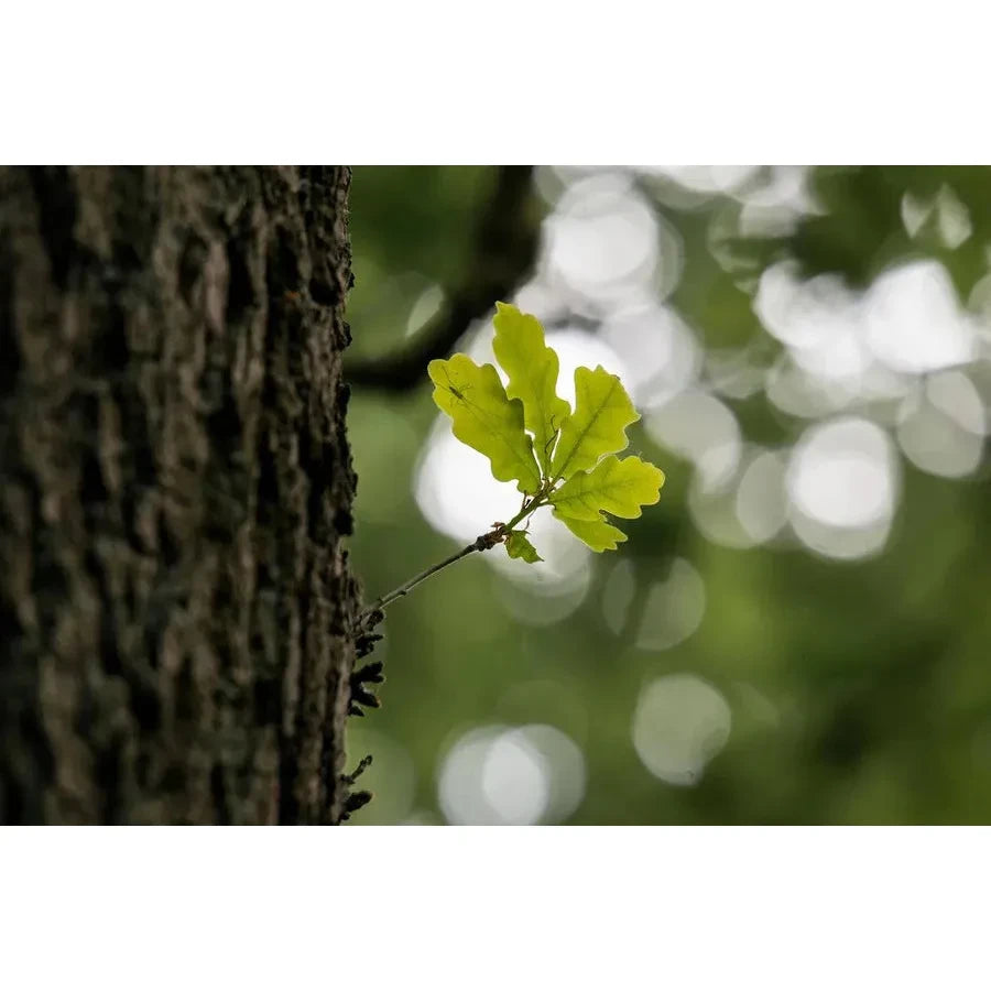 Biodynamic Preparation #505 Cattle Skull composted Oak Bark