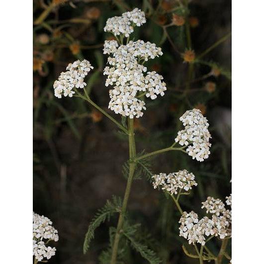 Biodynamic Preparation #502 Stag Bladder fermented Yarrow