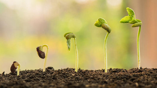 2021-04 progress at Nutrient Farm - Nutrient Farm