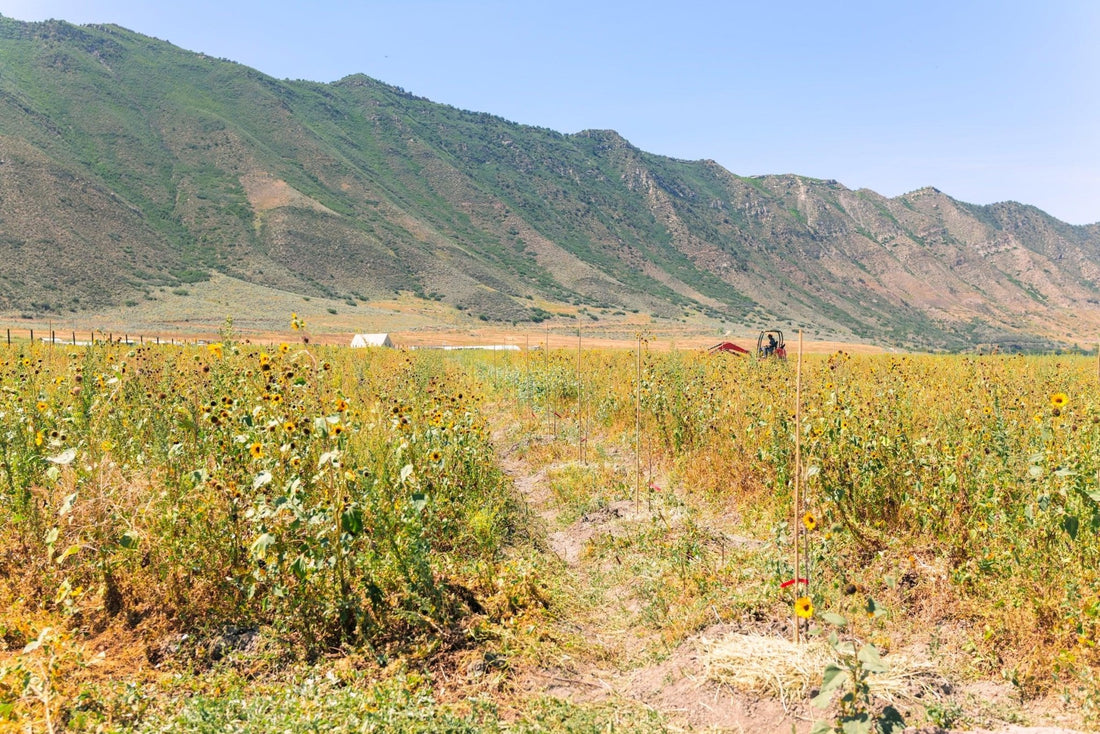 2023-08 progress at Nutrient Farm - Nutrient Farm
