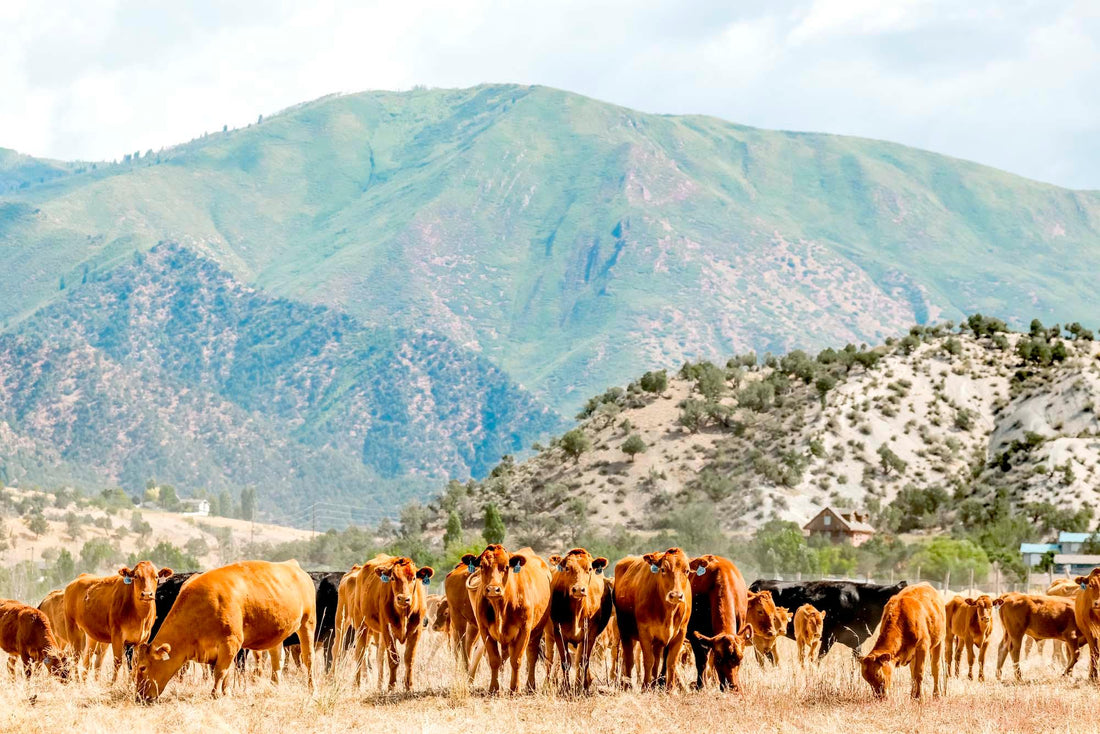2023-09 progress at Nutrient Farm - Nutrient Farm