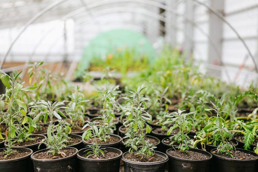 2023-11 progress at Nutrient Farm - Nutrient Farm