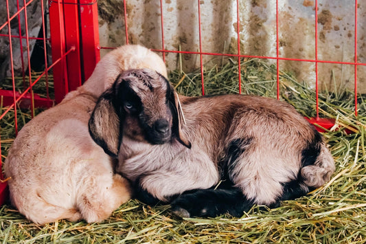 2024-02 progress at Nutrient Farm - Nutrient Farm