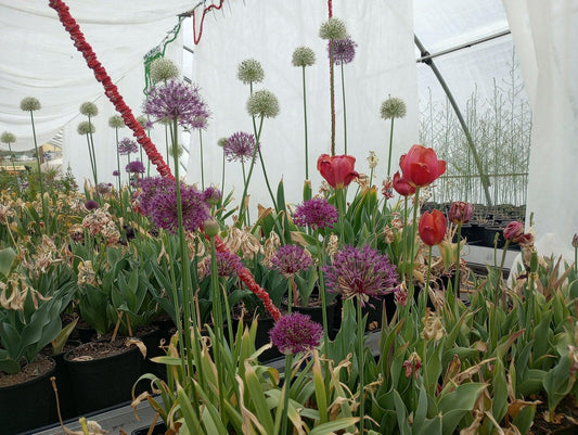 2024-05 progress at Nutrient Farm - Nutrient Farm