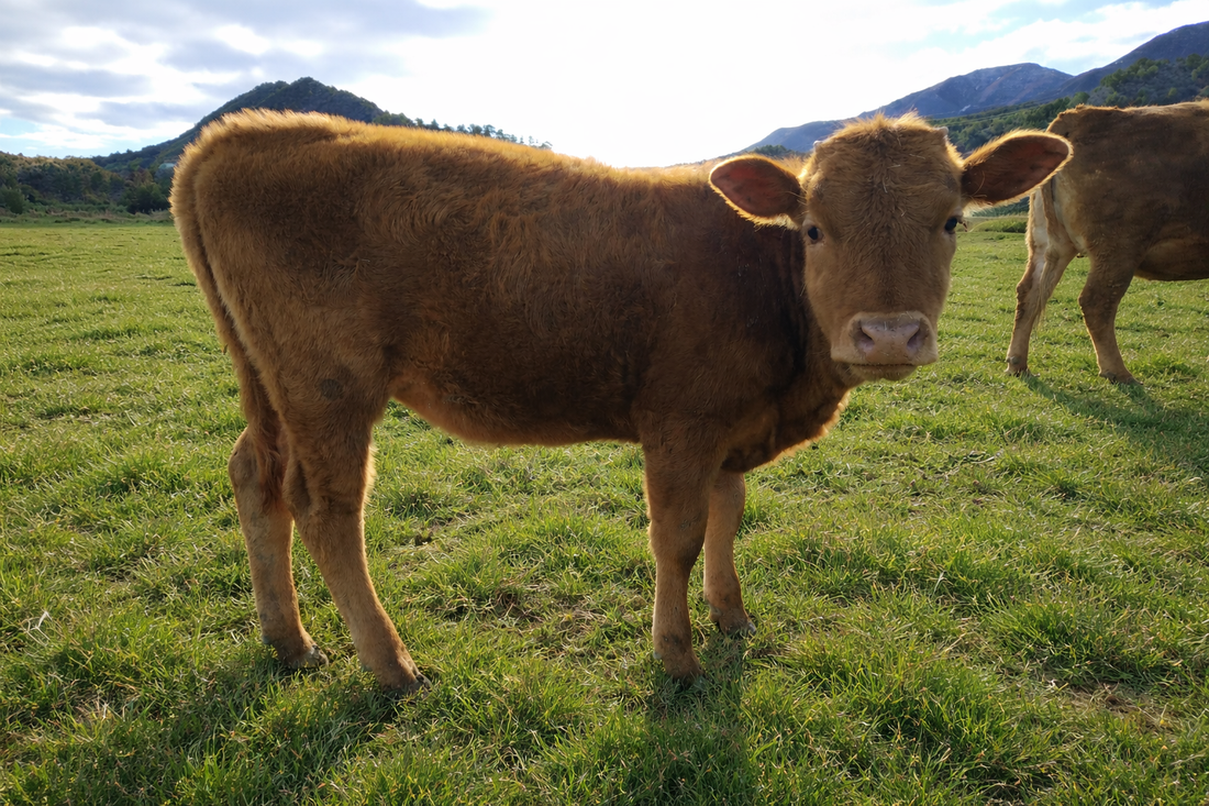 2026-04 Nutrient Farm News