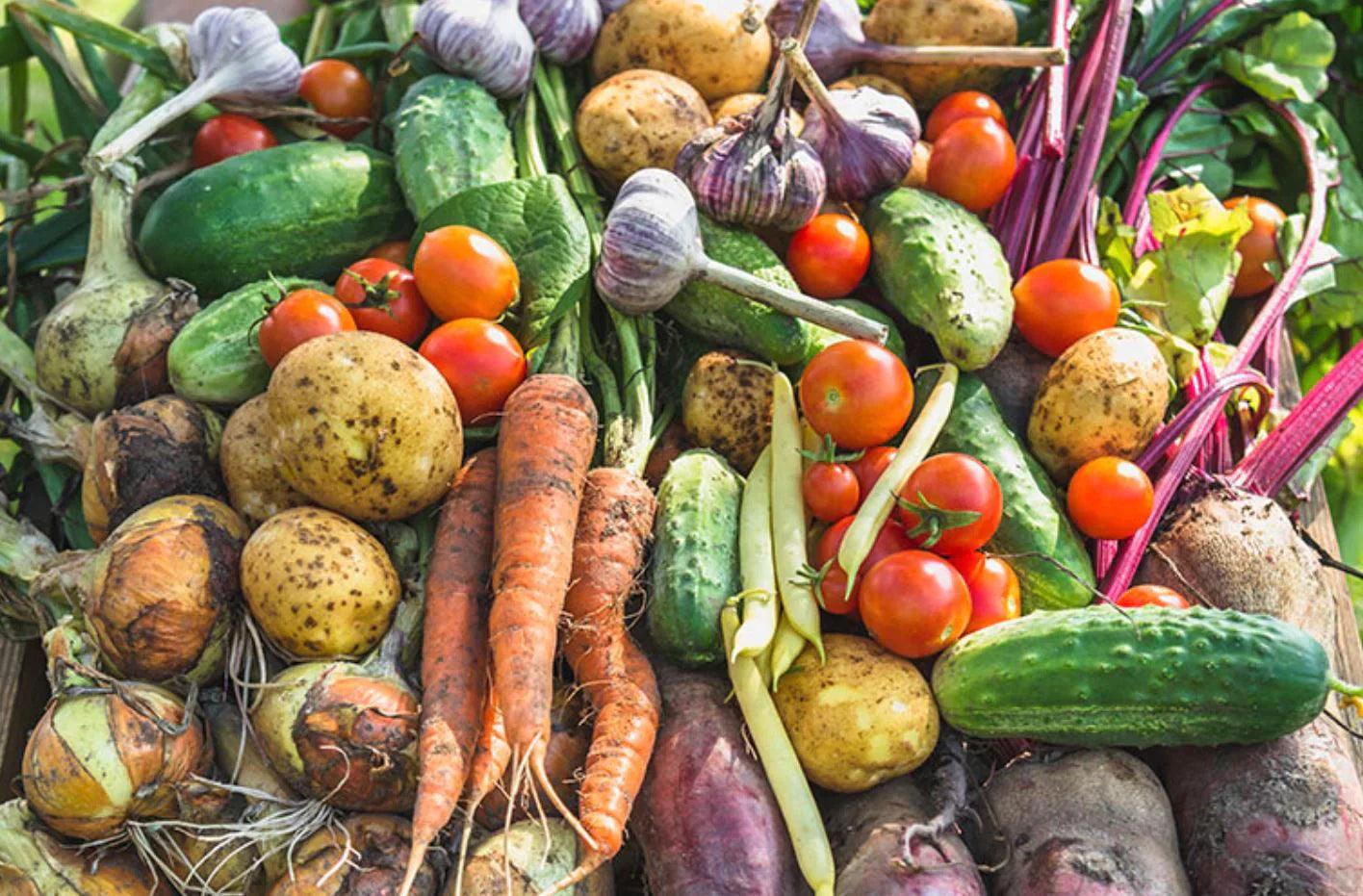 100% Organic Vegetables (Fresh) – Nutrient Farm
