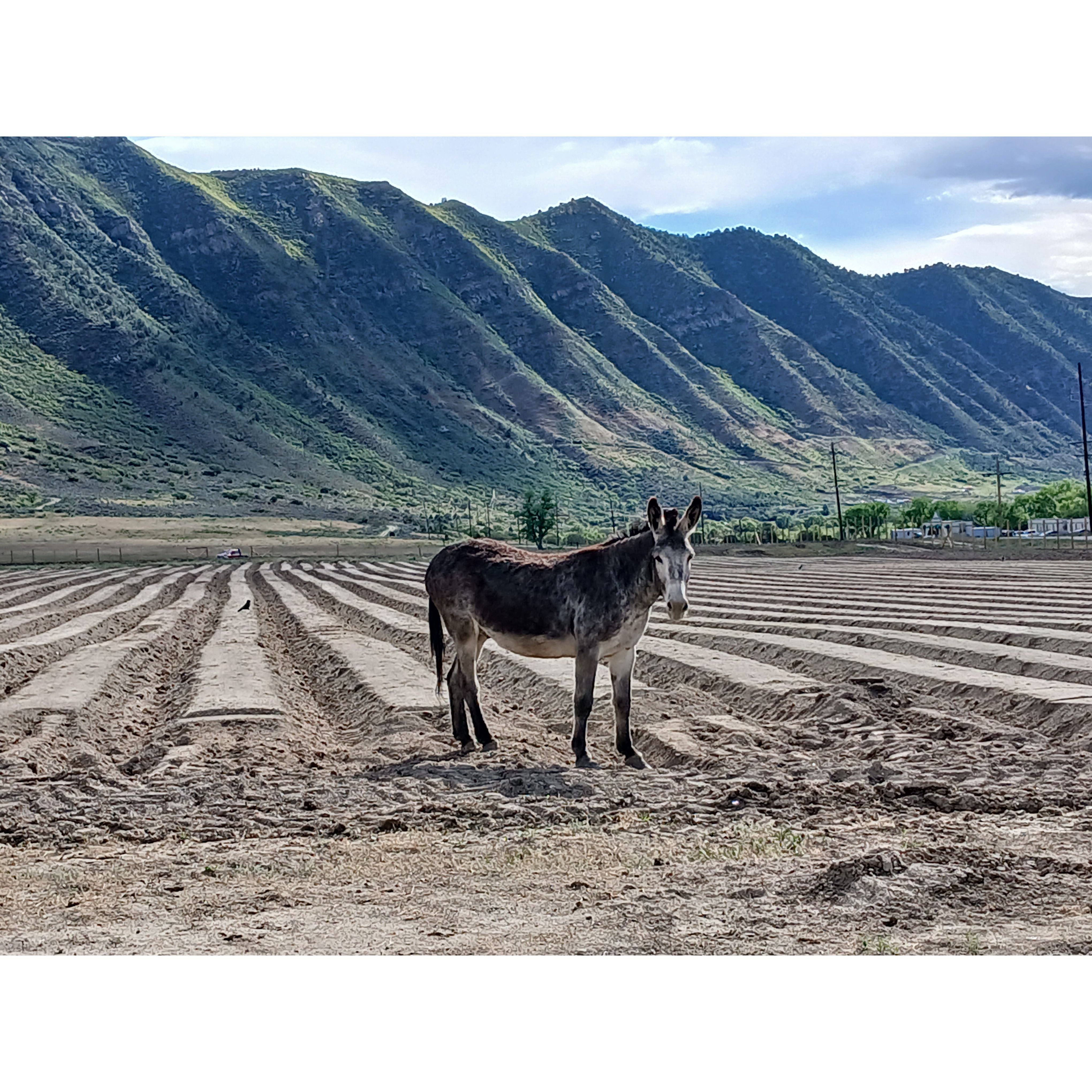 2 Mammoth Jack Donkey Riding Tour