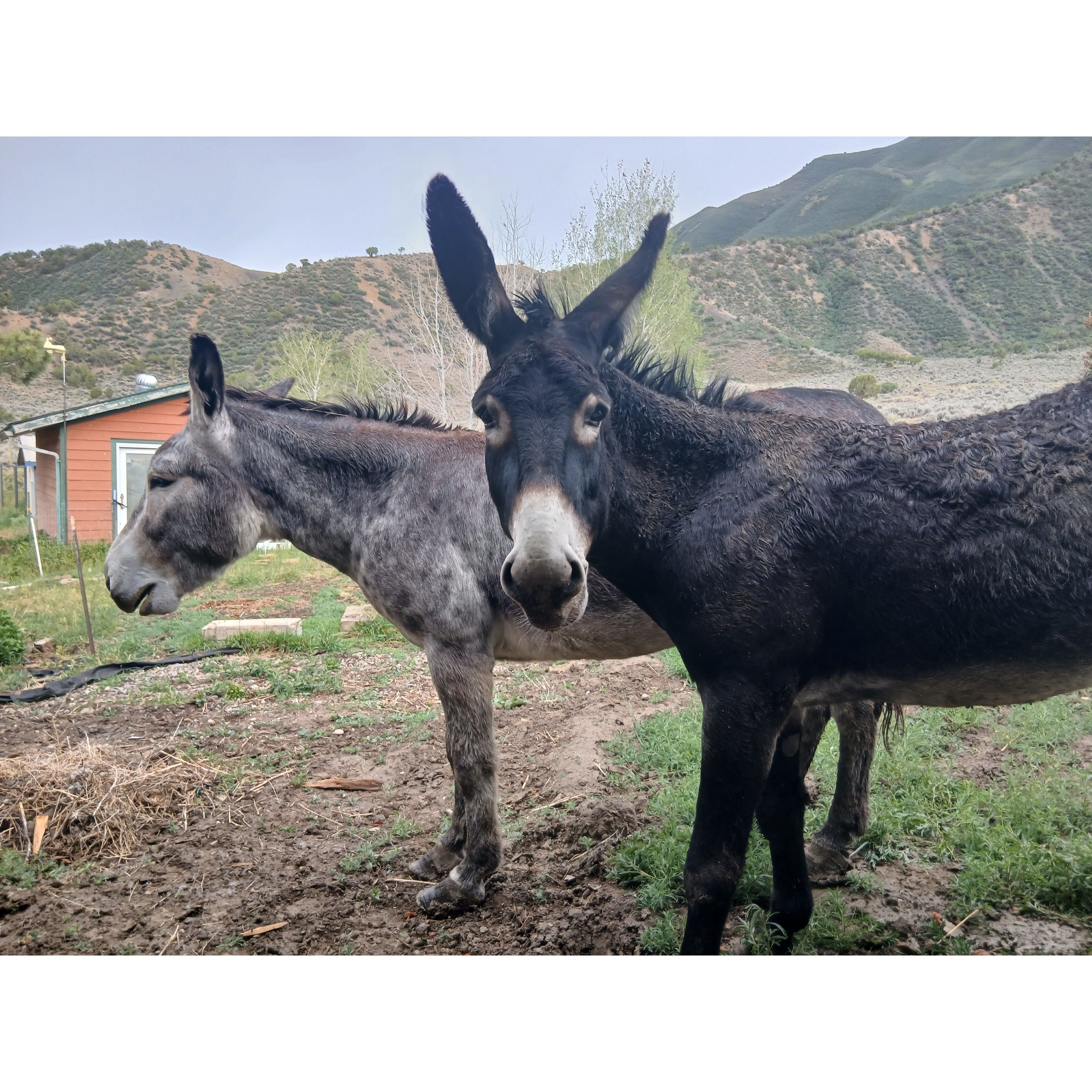 2 Mammoth Jack Donkey Riding Tour