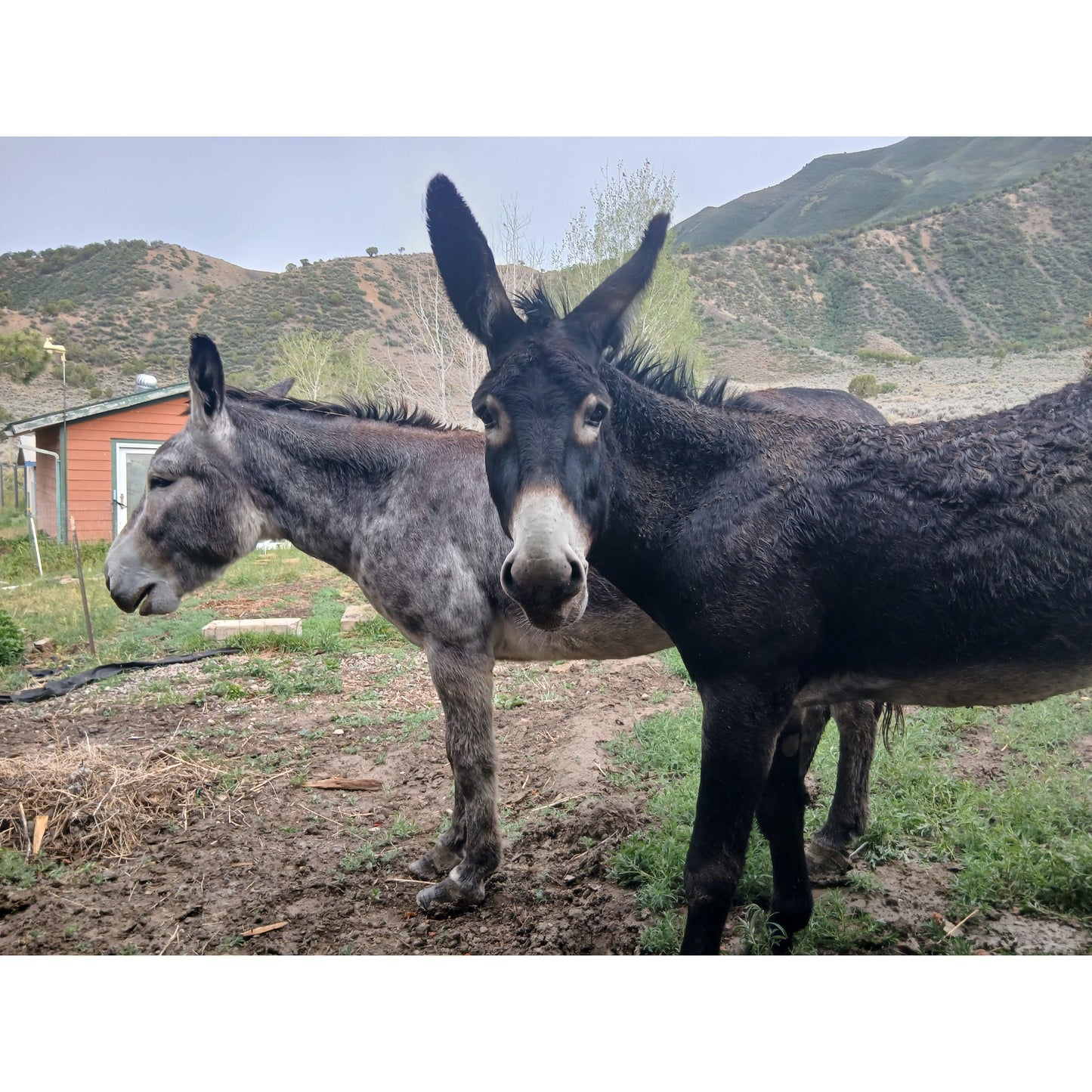 2 Mammoth Jack Donkey Riding Tour