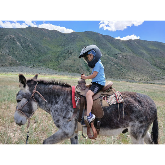 2 Mammoth Jack Donkey Riding Tour