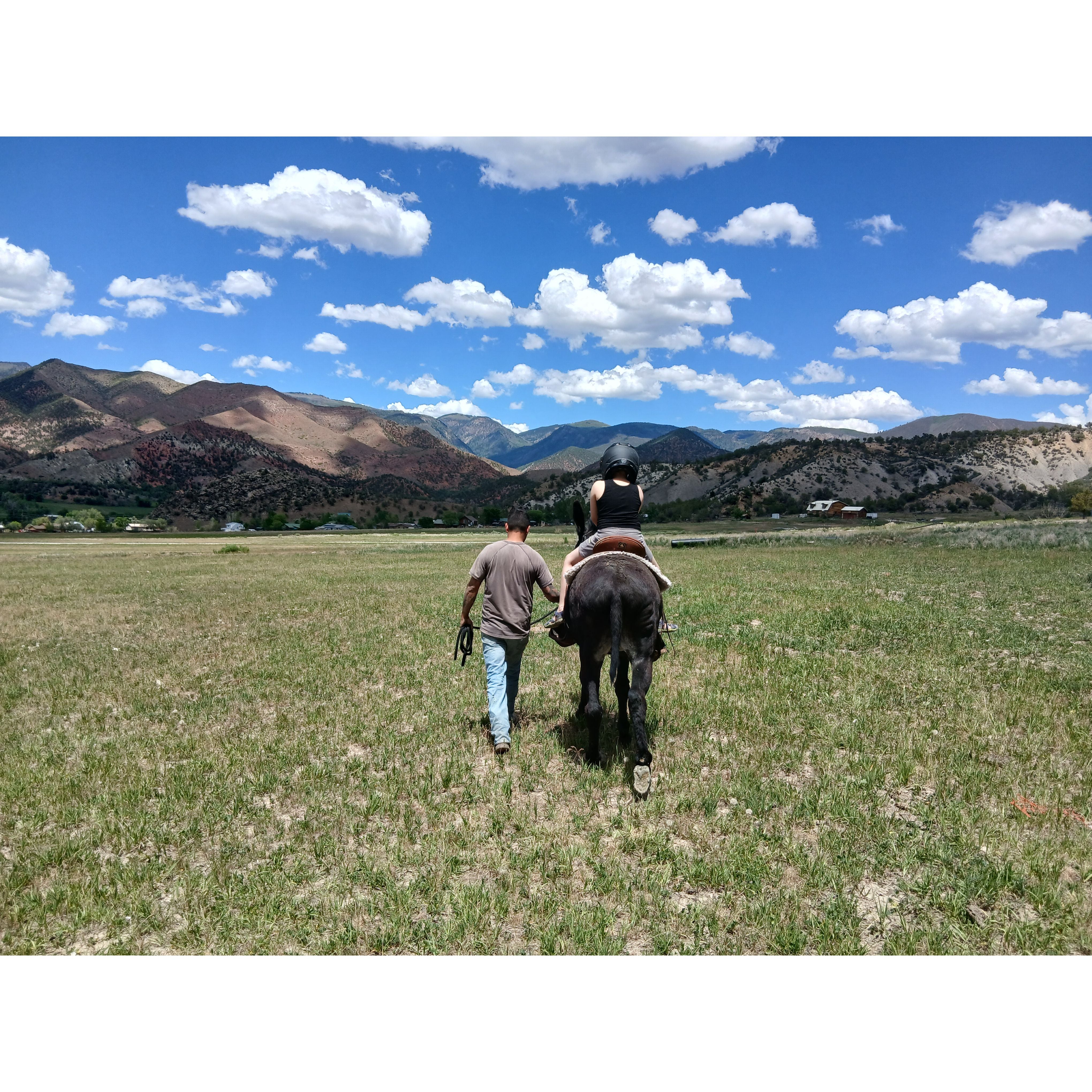2 Mammoth Jack Donkey Riding Tour