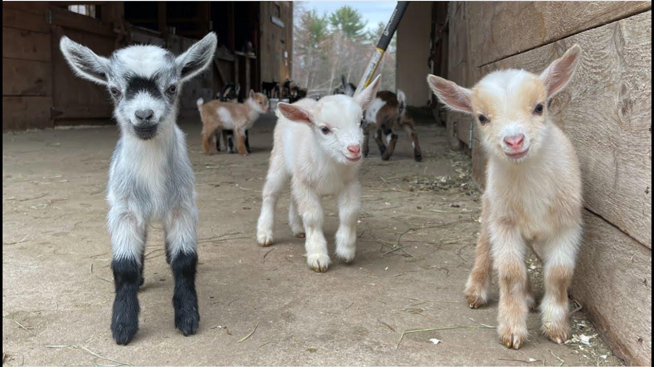 208: Baby Goat Therapy (available now thru August) - Nutrient Farm