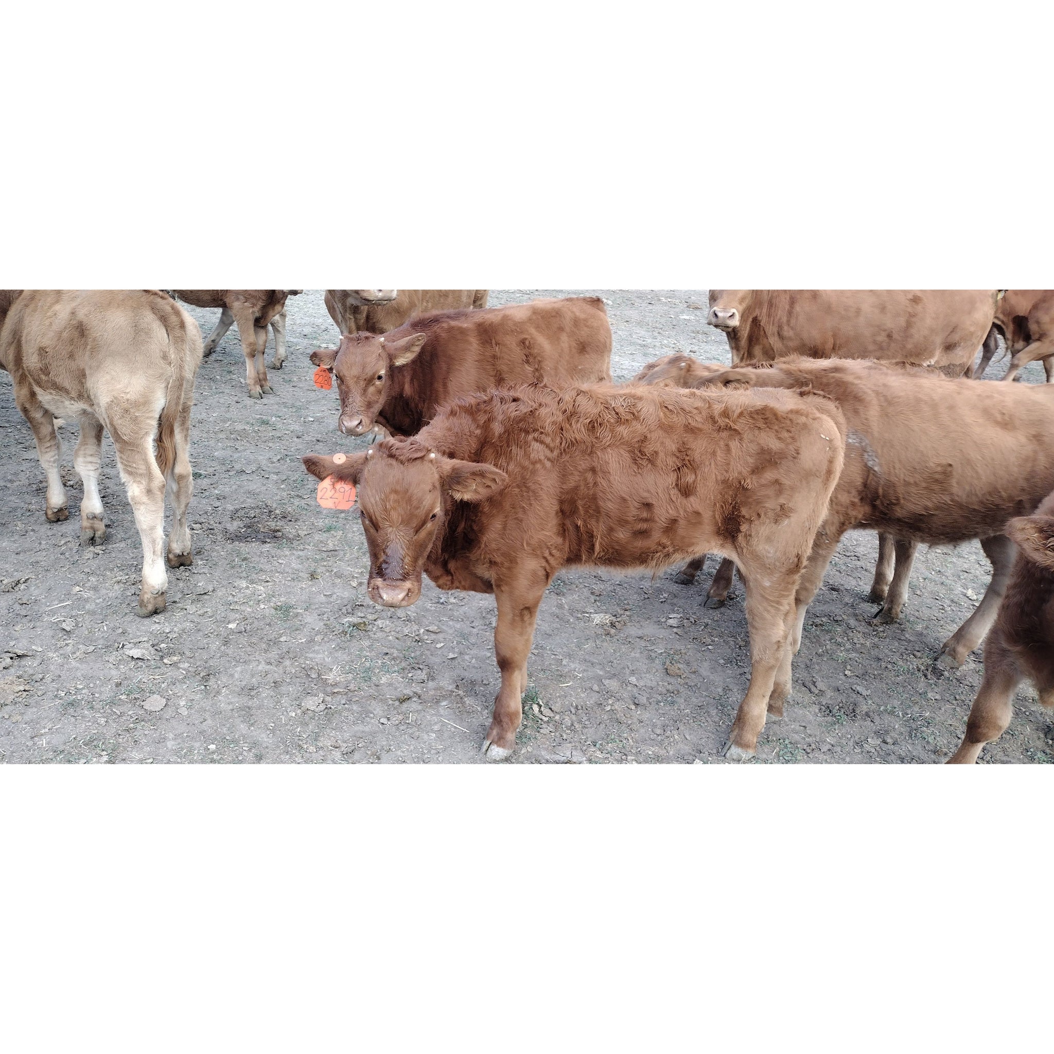 100% Fullblood Akaushi Wagyu Steer Calf