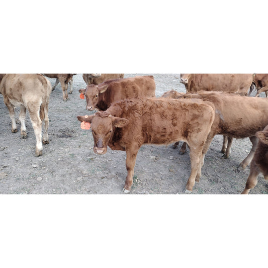 100% Fullblood Akaushi Wagyu Steer Calf