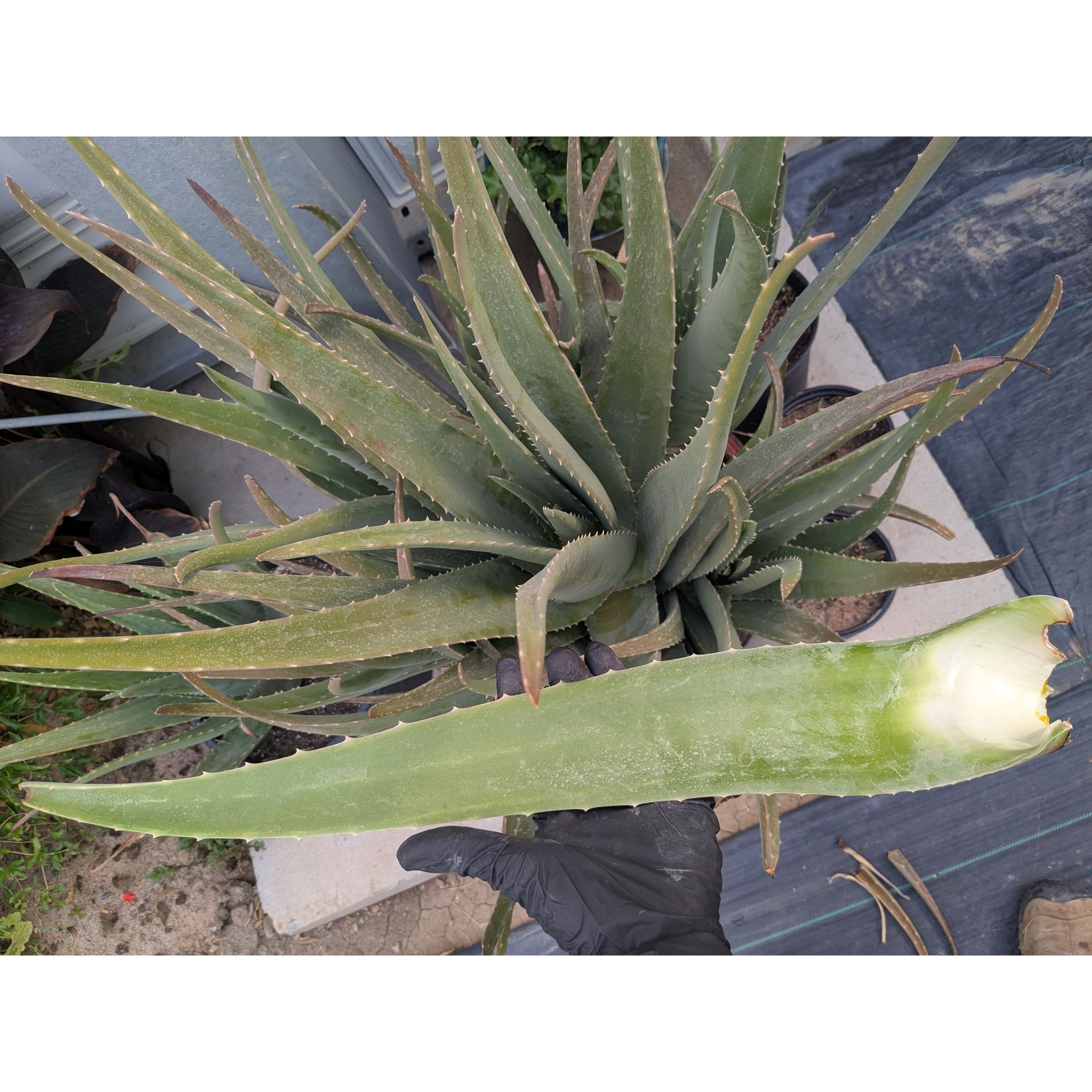 Aloe