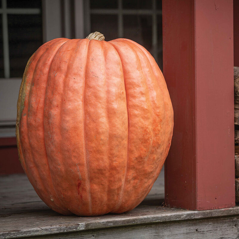 Pumpkin (Organic)