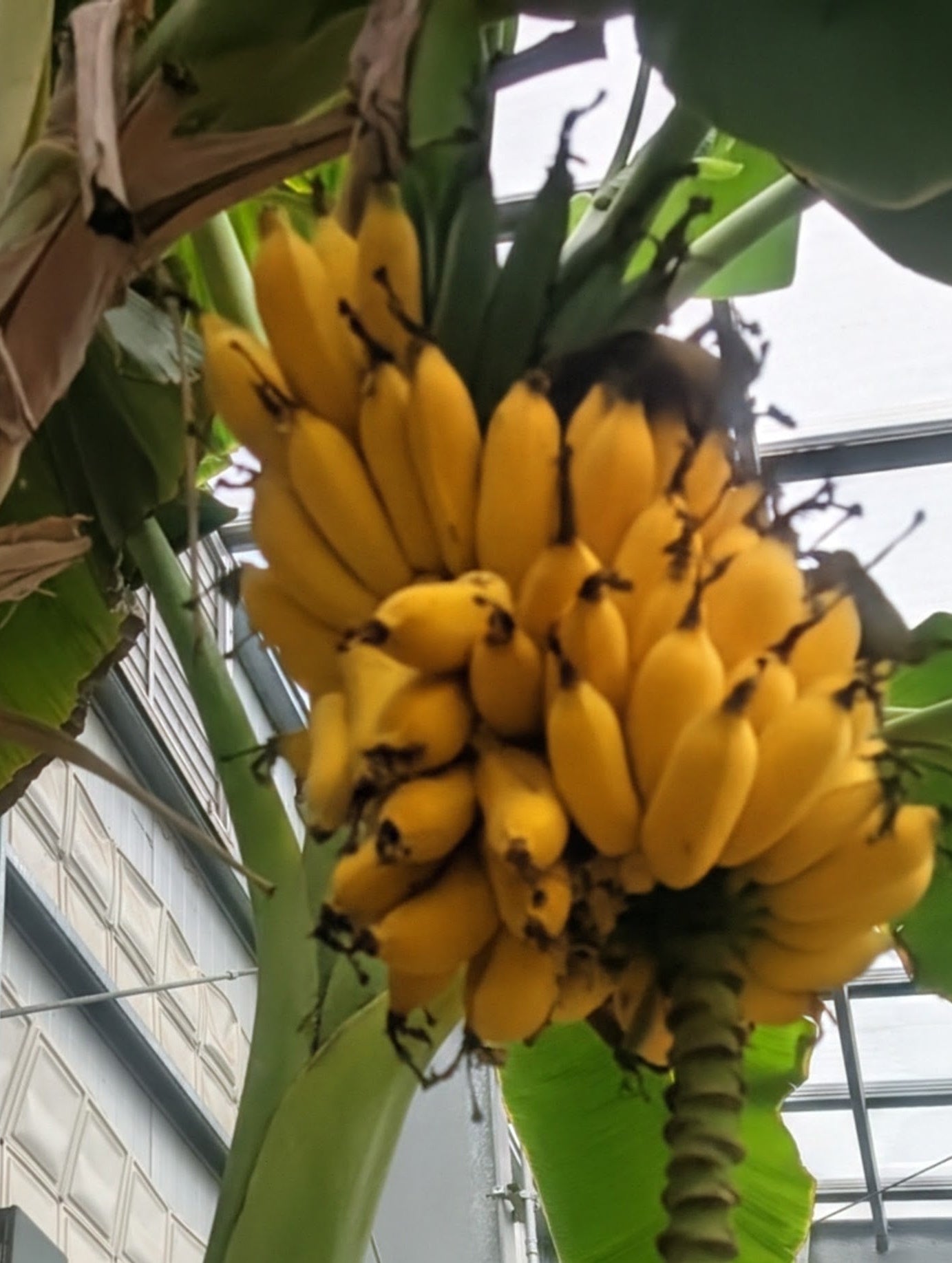 Banana Colorado (Organic)