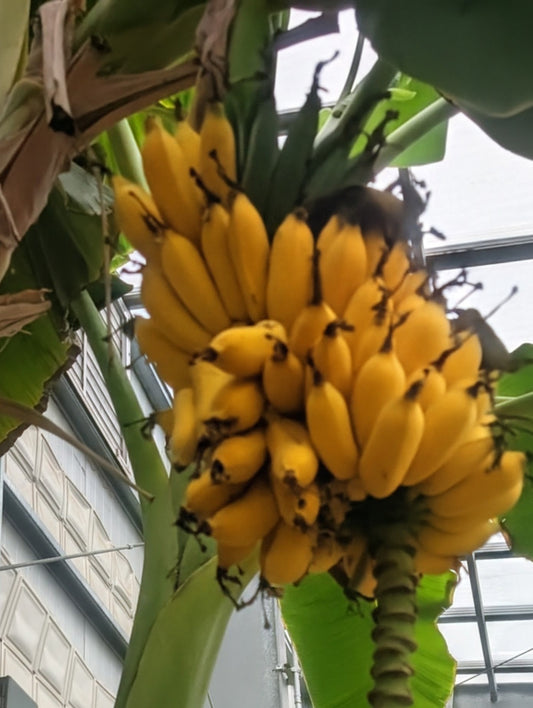 Banana Colorado (Organic)