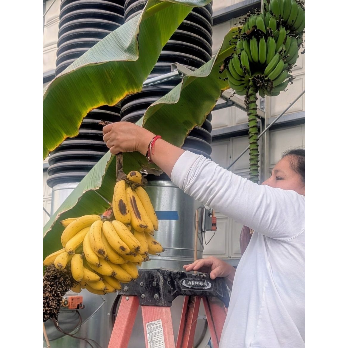 Banana Colorado (Organic)