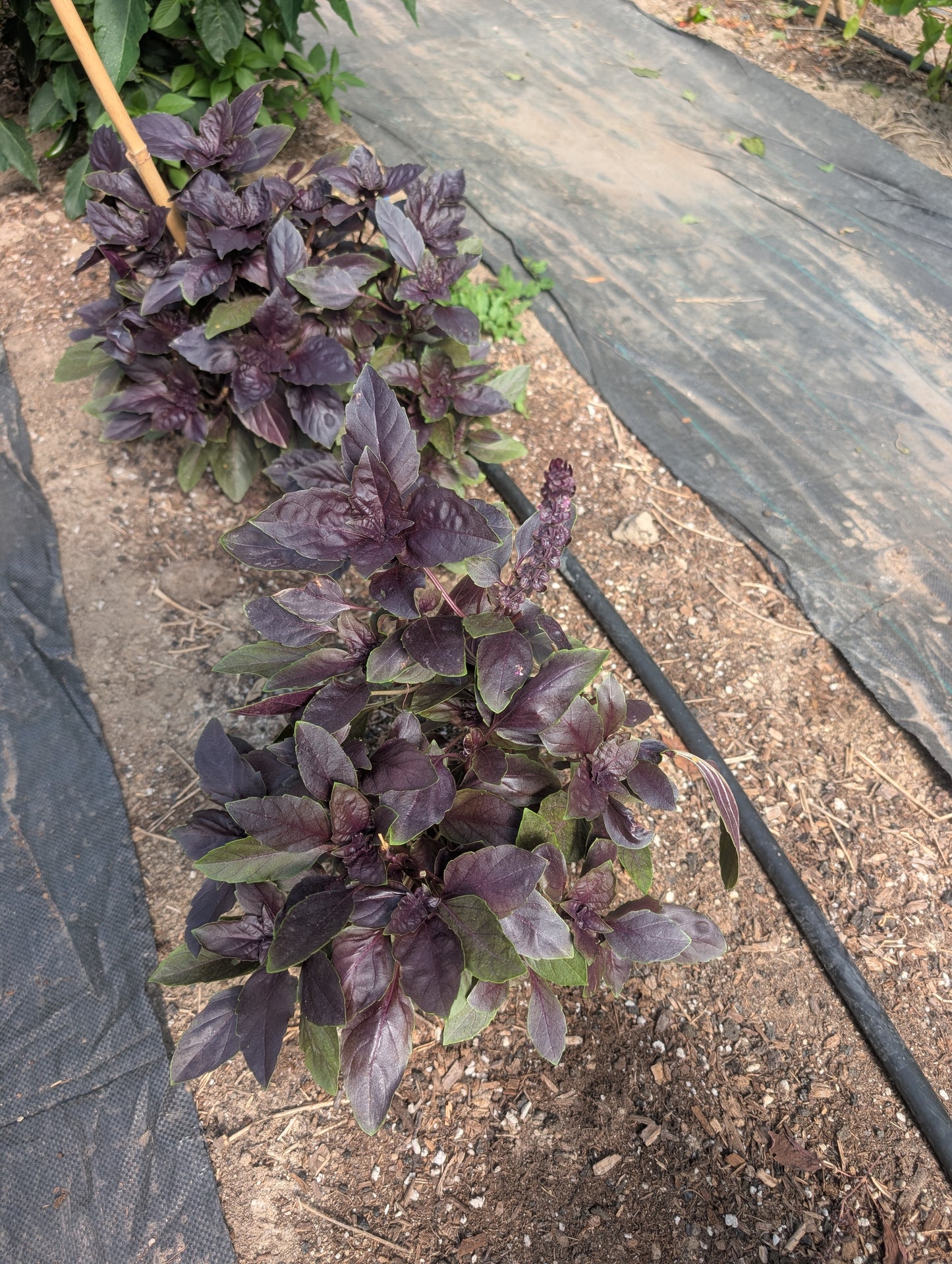 Basil Fresh (Organic)