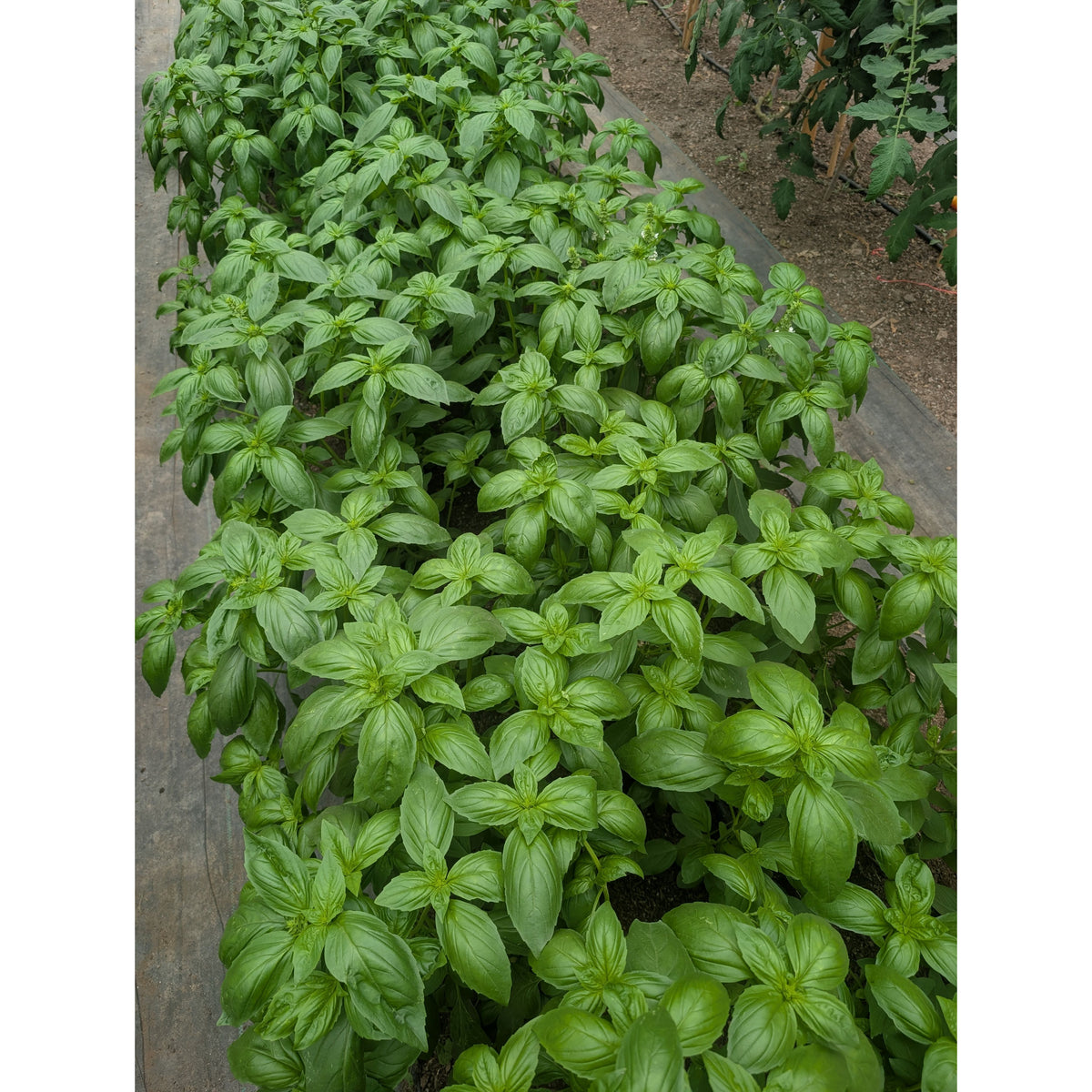 Albahaca Biodinámica