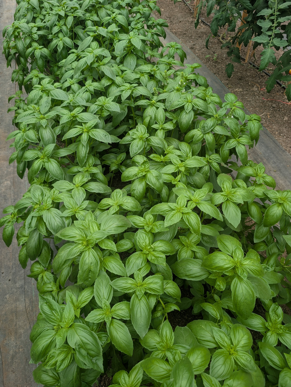 Basil Fresh (Organic)
