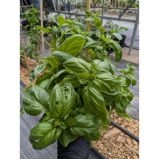 100% Organic Herbs (Fresh) – Nutrient Farm
