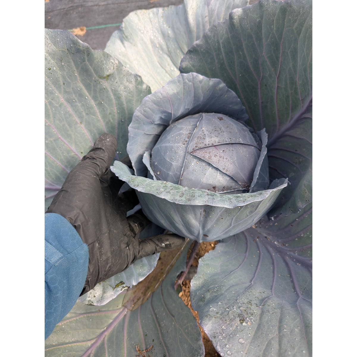 Cabbage Red (Organic)