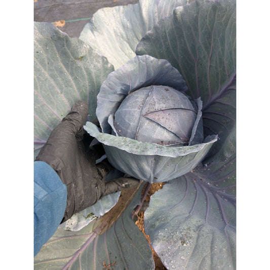 Cabbage Red (Organic)